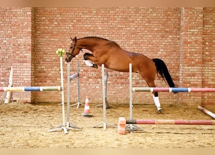 Media sangre polaco, Caballo castrado, 13 años, 165 cm, Castaño