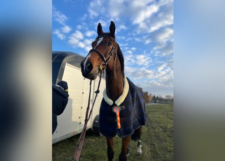 Media sangre polaco Mestizo, Caballo castrado, 14 años, 175 cm, Castaño rojizo