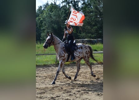 Media sangre polaco, Caballo castrado, 3 años, 165 cm, Atigrado/Moteado