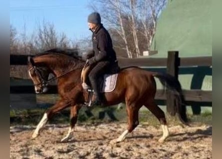 Media sangre polaco, Caballo castrado, 4 años, 160 cm, Castaño