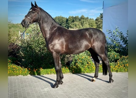 Media sangre polaco, Caballo castrado, 5 años, 172 cm, Negro