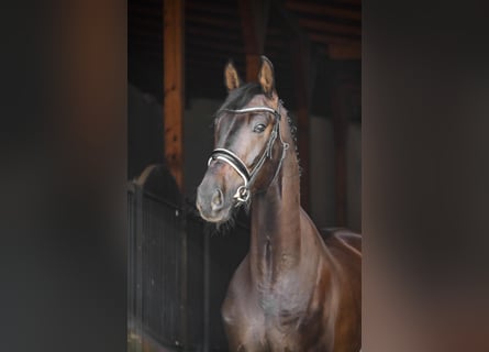 Media sangre polaco, Caballo castrado, 6 años, 173 cm, Morcillo