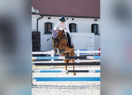 Media sangre polaco, Caballo castrado, 7 años, 155 cm, Alazán
