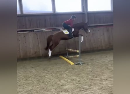 Media sangre polaco, Caballo castrado, 7 años, 161 cm, Alazán