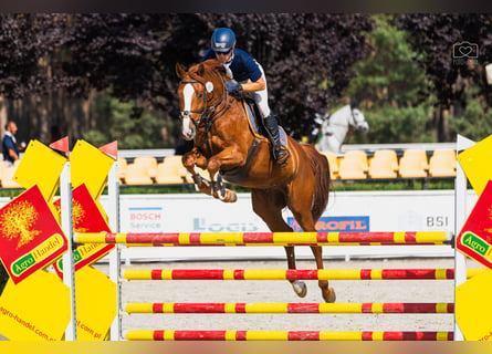 Media sangre polaco, Caballo castrado, 8 años, 169 cm, Alazán