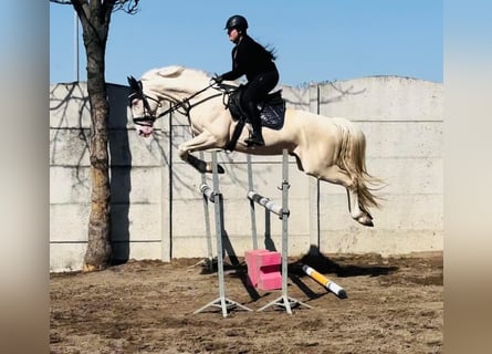 Media sangre polaco, Semental, 9 años, 168 cm, Cremello