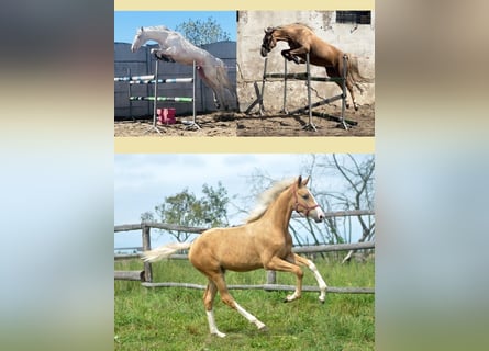 Media sangre polaco, Yegua, 1 año, 168 cm, Palomino