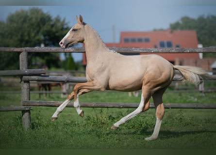 Media sangre polaco, Yegua, 1 año, 168 cm, Palomino