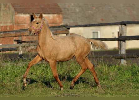 Media sangre polaco, Yegua, 1 año, 168 cm, Palomino