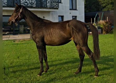 Media sangre polaco, Yegua, 2 años, 160 cm, Castaño oscuro