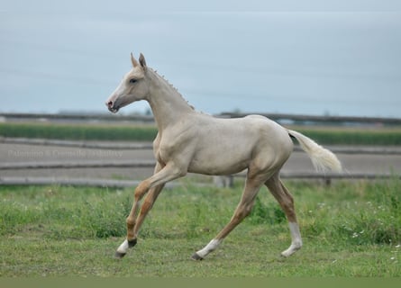 Media sangre polaco, Yegua, Potro (04/2024), 165 cm, Palomino