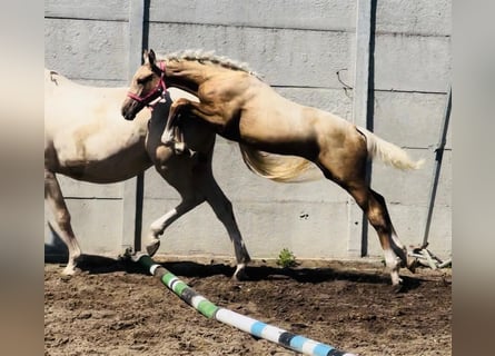 Media sangre polaco, Yegua, Potro (04/2024), 168 cm, Palomino