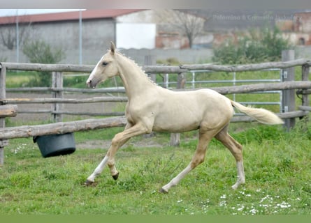 Media sangre polaco, Yegua, Potro (03/2024), 170 cm, Palomino