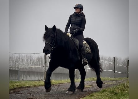 Meer koudbloeden Mix, Merrie, 12 Jaar, 150 cm, Zwart