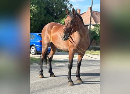 Meer koudbloeden, Merrie, 12 Jaar, 155 cm, Rood schimmel