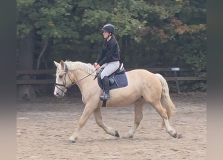 Meer koudbloeden, Merrie, 3 Jaar, 160 cm, Palomino