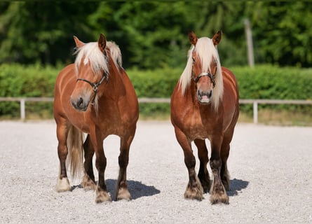 Meer koudbloeden, Merrie, 5 Jaar, 155 cm, Vos