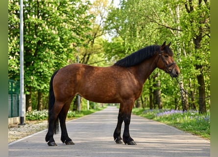 Meer koudbloeden, Merrie, 6 Jaar, 160 cm, Bruin