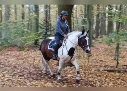 Meer koudbloeden, Merrie, 6 Jaar, 160 cm, Gevlekt-paard