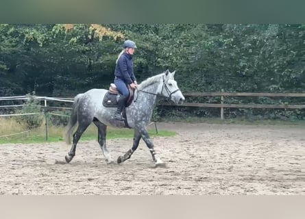 Meer koudbloeden, Merrie, 8 Jaar, 160 cm, Zwartschimmel