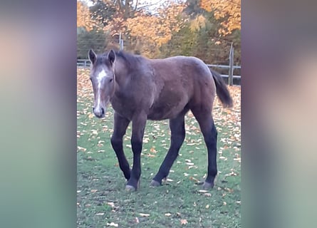 Meer koudbloeden Mix, Merrie, veulen (05/2023), 165 cm, Brown Falb schimmel