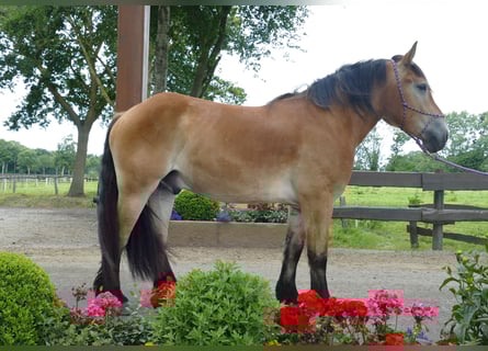 Meer koudbloeden, Ruin, 3 Jaar, 156 cm, Bruin
