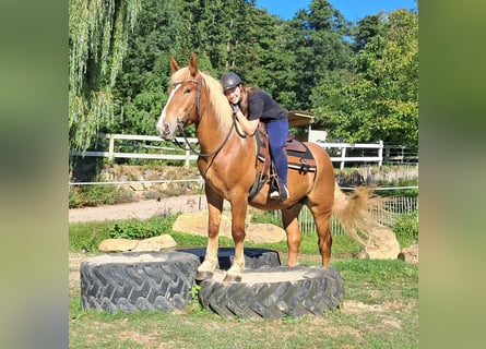 Meer koudbloeden, Ruin, 4 Jaar, 157 cm, Vos