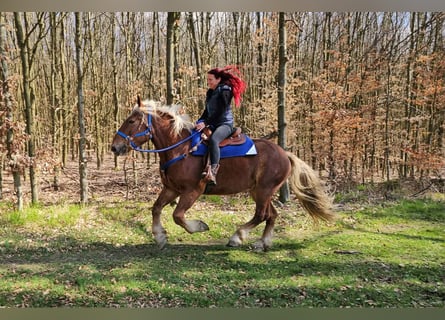 Meer koudbloeden, Ruin, 4 Jaar, 167 cm, Donkere-vos