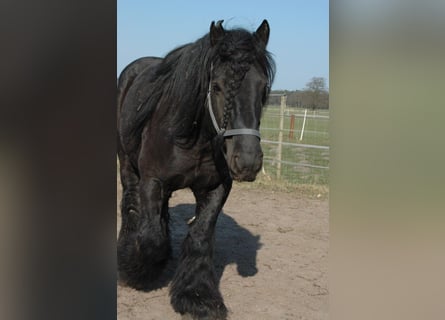 Meer koudbloeden, Ruin, 8 Jaar, 165 cm, Zwart