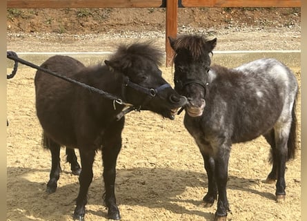 Meer ponys/kleine paarden, Hengst, 2 Jaar, 75 cm, Zwartschimmel