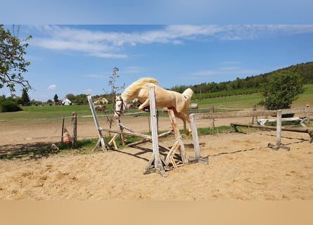 Meer ponys/kleine paarden, Hengst, 9 Jaar, 145 cm, Cremello