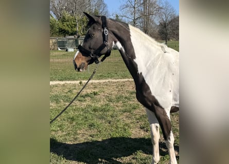 Meer ponys/kleine paarden, Merrie, 11 Jaar, 168 cm, Gevlekt-paard