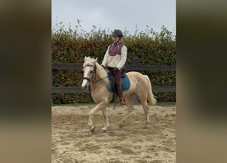 Meer ponys/kleine paarden, Merrie, 11 Jaar, Palomino