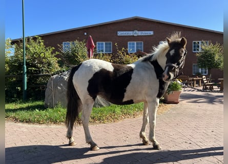 Meer ponys/kleine paarden, Merrie, 12 Jaar, 125 cm, Gevlekt-paard