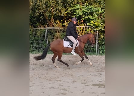 Meer ponys/kleine paarden, Merrie, 15 Jaar, 148 cm, Bruin