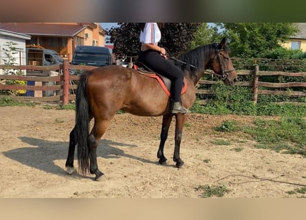 Meer ponys/kleine paarden, Merrie, 16 Jaar, 150 cm, Brauner