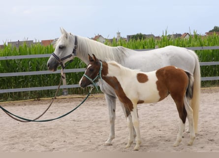 Meer ponys/kleine paarden Mix, Merrie, 1 Jaar, 142 cm, Schimmel