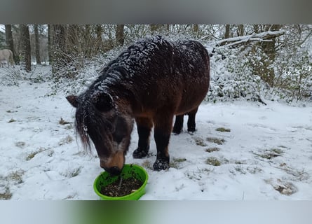 Meer ponys/kleine paarden, Merrie, 20 Jaar