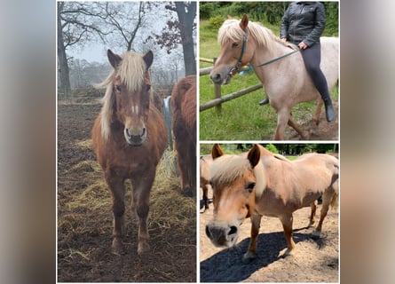 Meer ponys/kleine paarden, Merrie, 25 Jaar, 145 cm