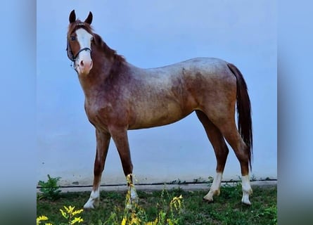 Meer ponys/kleine paarden, Merrie, 3 Jaar, 142 cm, Brown Falb schimmel