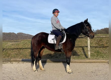 Meer ponys/kleine paarden, Merrie, 3 Jaar, 144 cm, Donkerbruin