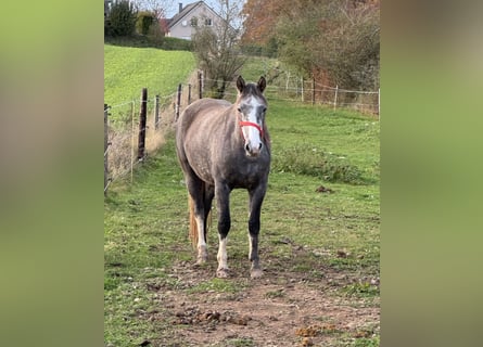 Meer ponys/kleine paarden, Merrie, 3 Jaar, Schimmel