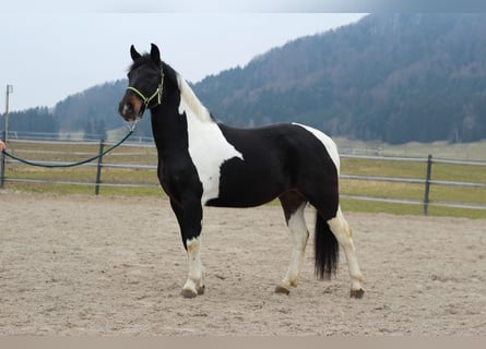 Meer ponys/kleine paarden, Merrie, 4 Jaar, 140 cm, Gevlekt-paard