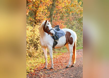 Meer ponys/kleine paarden, Merrie, 4 Jaar, 141 cm, Gevlekt-paard