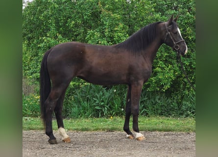 Meer ponys/kleine paarden, Merrie, 4 Jaar, 143 cm, Brauner