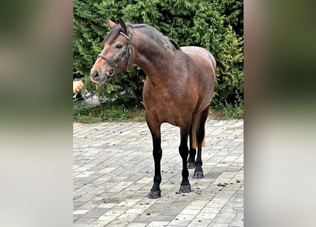 Meer ponys/kleine paarden, Merrie, 4 Jaar, 143 cm