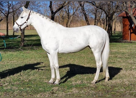 Meer ponys/kleine paarden, Merrie, 4 Jaar, 143 cm, Schimmel