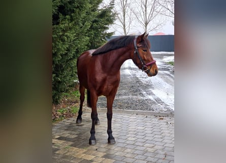 Meer ponys/kleine paarden, Merrie, 4 Jaar, 148 cm, Bruin