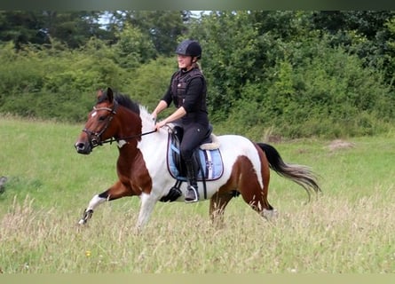 Meer ponys/kleine paarden Mix, Merrie, 5 Jaar, 145 cm, Gevlekt-paard