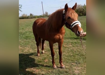 Meer ponys/kleine paarden, Merrie, 5 Jaar, 145 cm, Vos